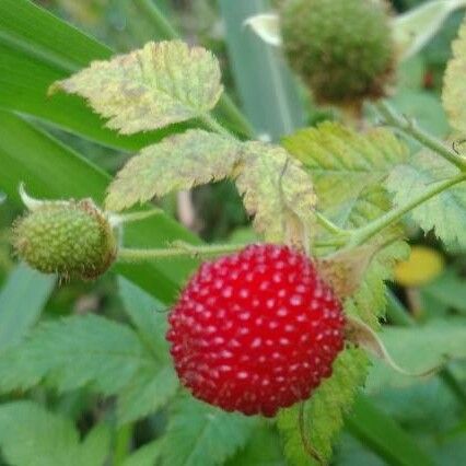 Rubus rosifolius Frutto