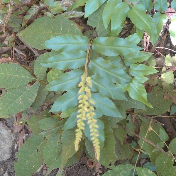 Anemia mexicana Habitus