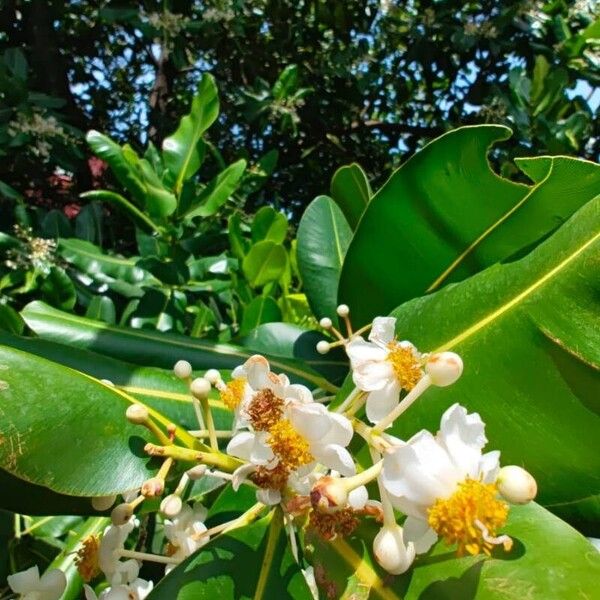 Calophyllum inophyllum Flor