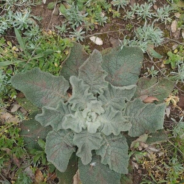 Verbascum boerhavii Leaf