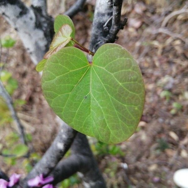 Cercis canadensis Blatt