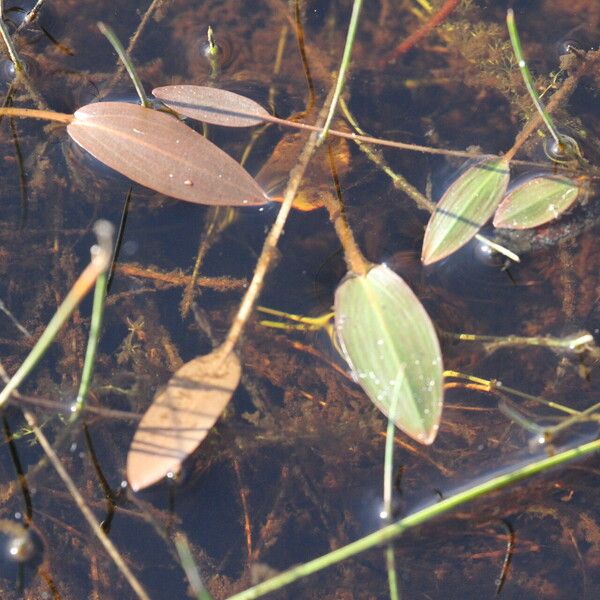 Potamogeton gramineus Blad