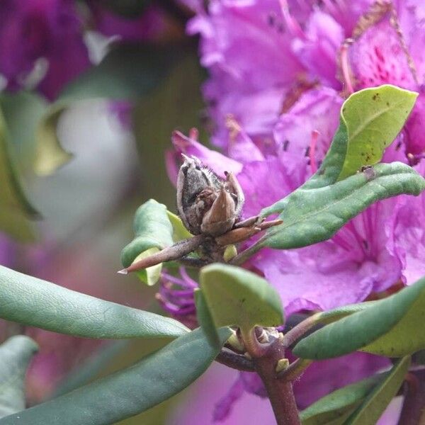 Rhododendron ponticum Other