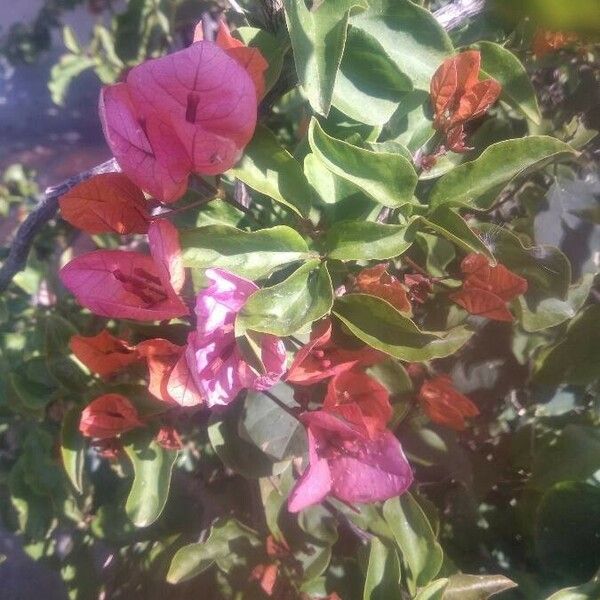 Bougainvillea glabra Flower