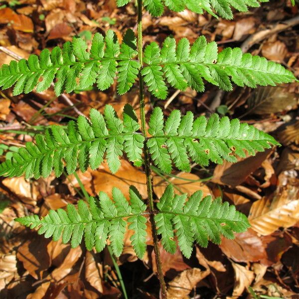 Dryopteris remota ᱥᱟᱠᱟᱢ