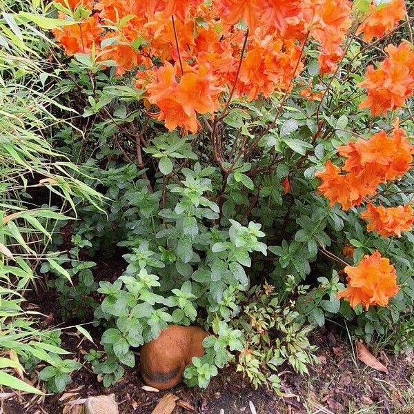 Rhododendron calendulaceum Blomma