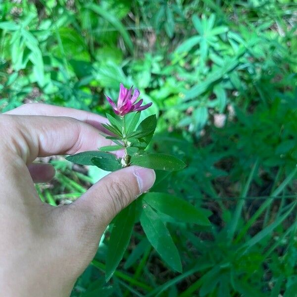 Trifolium lupinaster Lorea