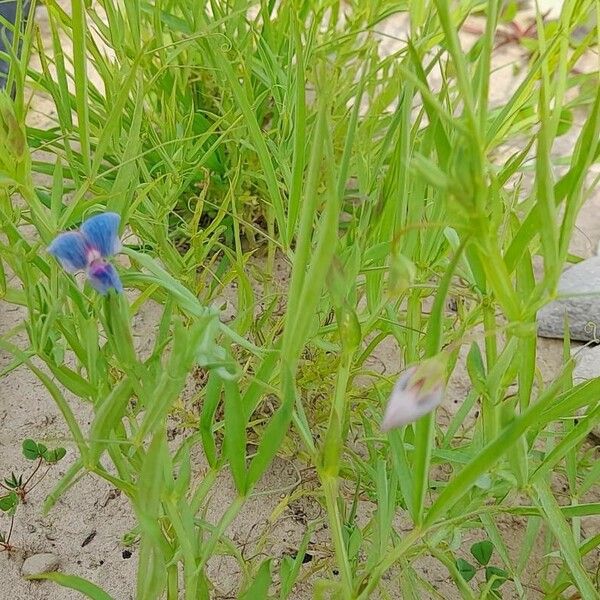 Lathyrus sativus Elinympäristö