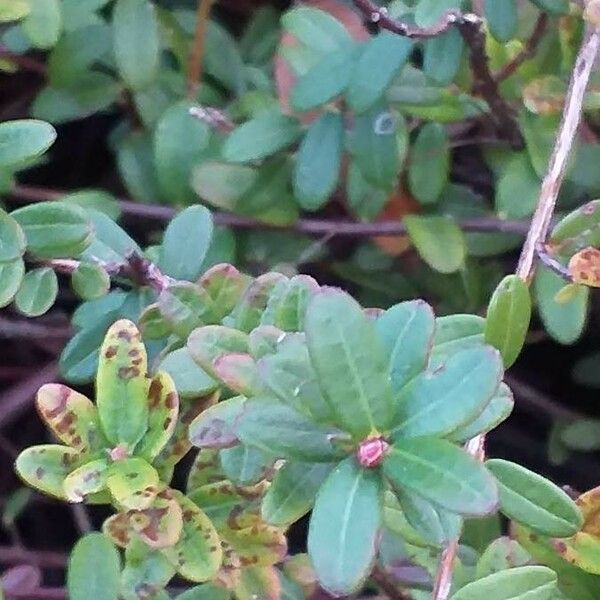 Vaccinium oxycoccos Lapas