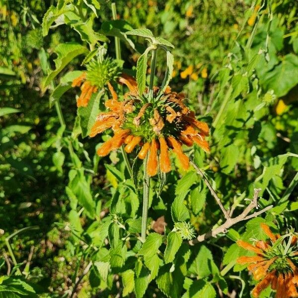 Leonotis nepetifolia Blomst