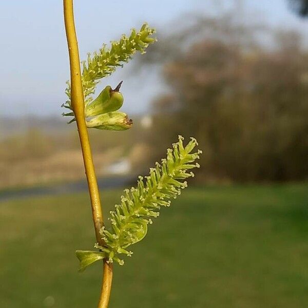 Salix babylonica Floro