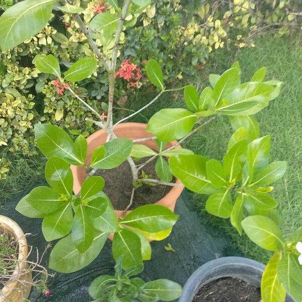 Gardenia taitensis 葉