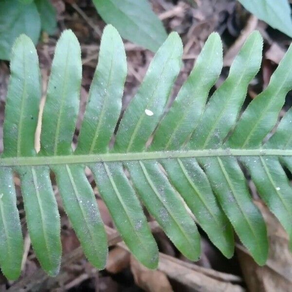 Blechnum occidentale 叶