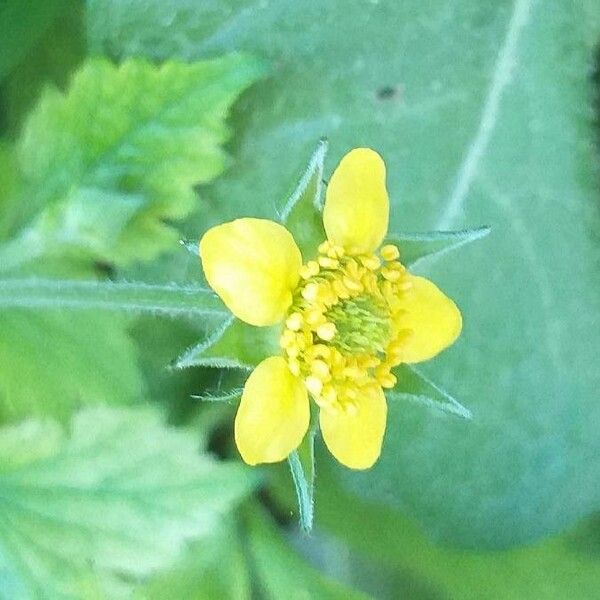 Geum urbanum Blüte