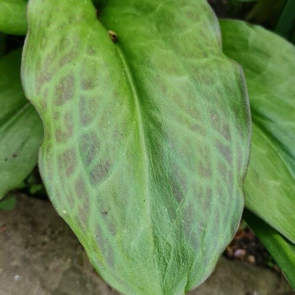 Erythronium oregonum Hostoa