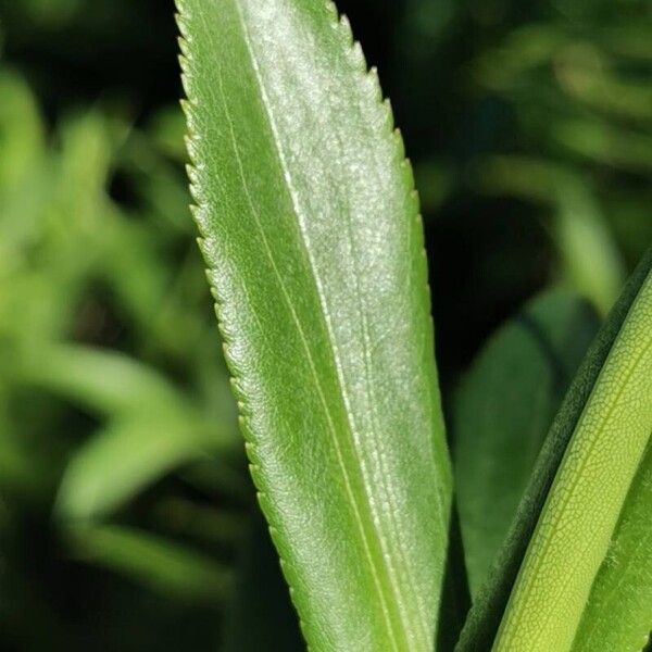 Faujasia salicifolia Fulla