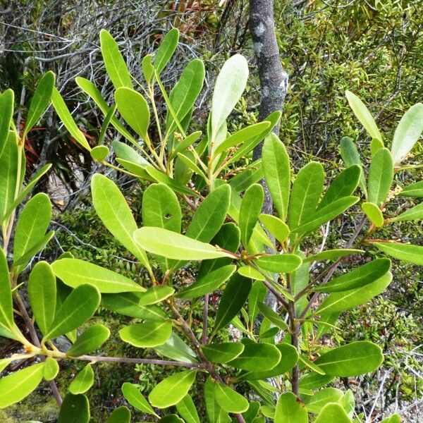 Elaeocarpus spathulatus