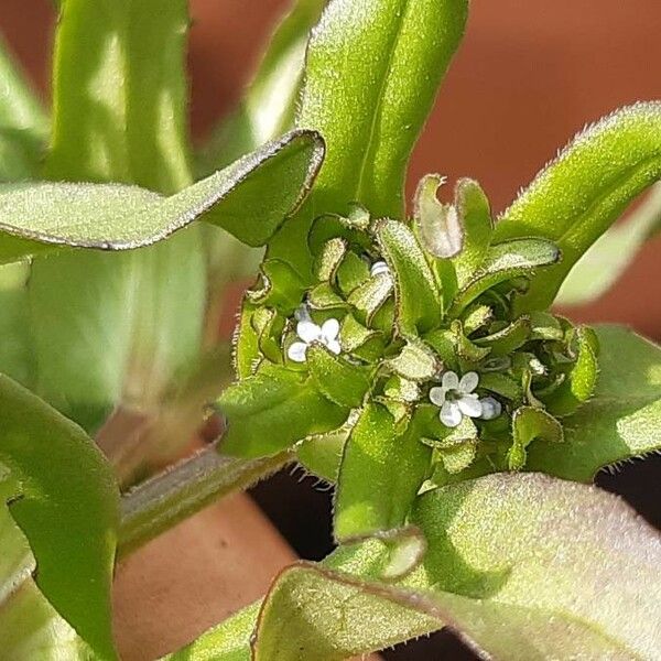 Valeriana locusta फूल