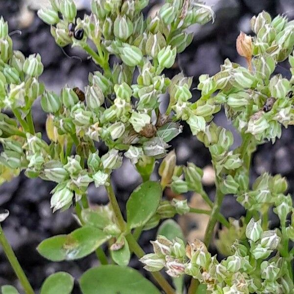 Polycarpon tetraphyllum Plod