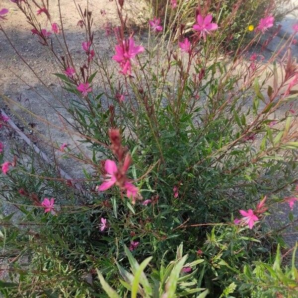 Gaura lindheimeri फूल