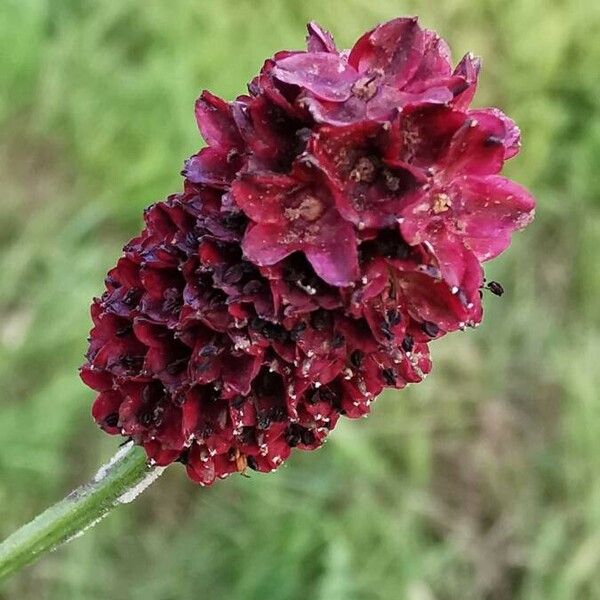 Sanguisorba officinalis Flor