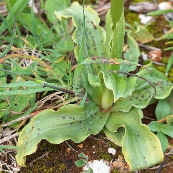 Orchis italica Leaf