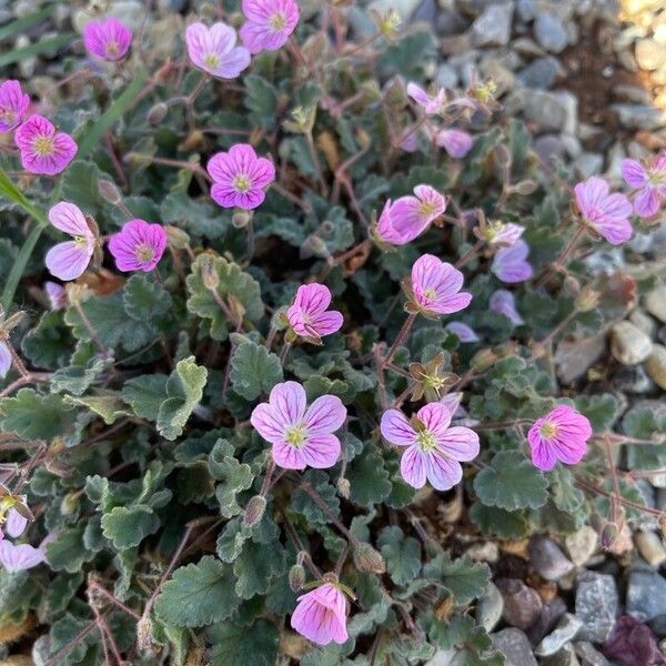 Erodium corsicum Flor