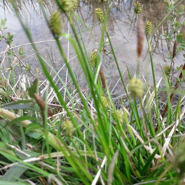 Carex oederi عادت