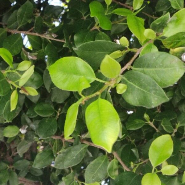 Ficus microcarpa برگ