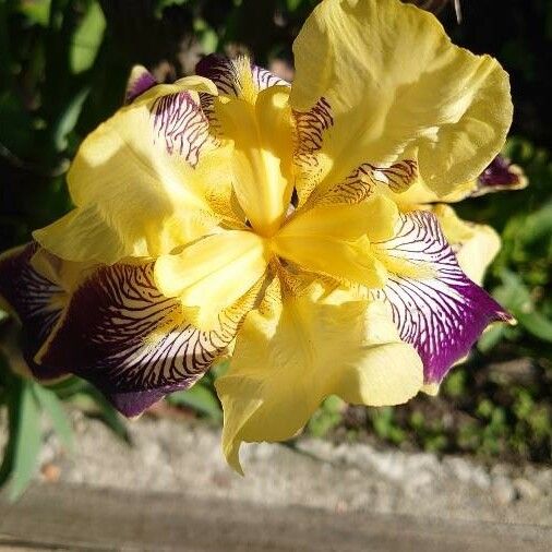 Iris variegata Flower