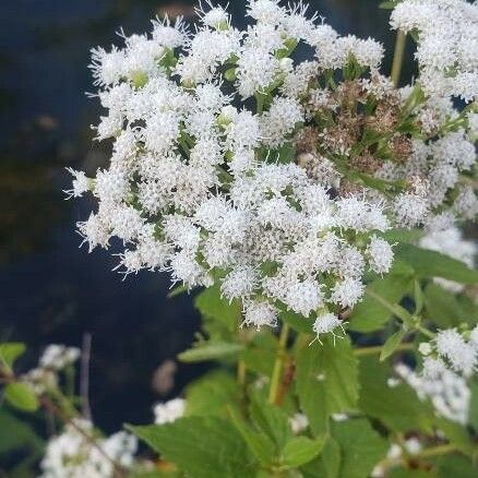 Ageratina altissima Blüte