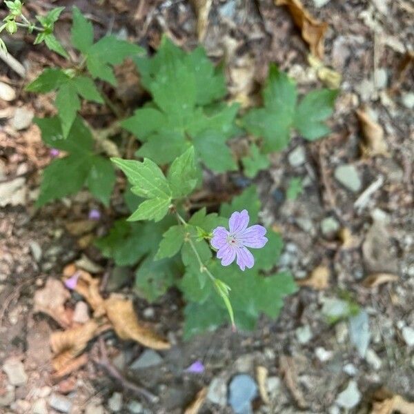 Geranium nodosum Flower