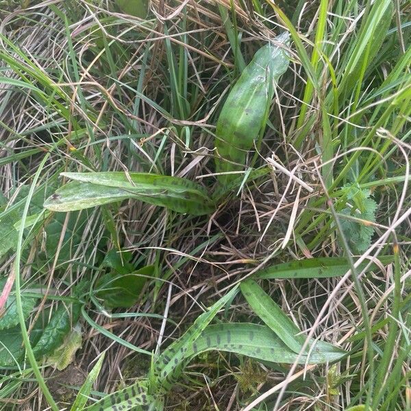 Dactylorhiza maculata List