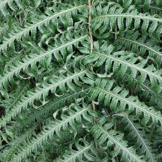 Woodwardia radicans Hostoa