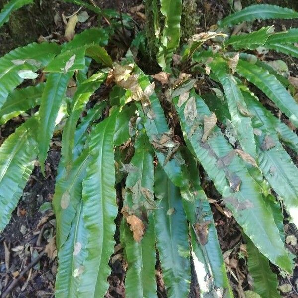 Asplenium scolopendrium Levél