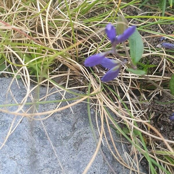 Polygala serpyllifolia Blüte