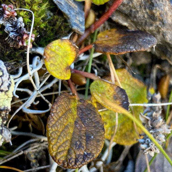 Salix reticulata Levél