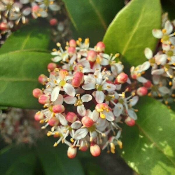 Skimmia japonica Blomst