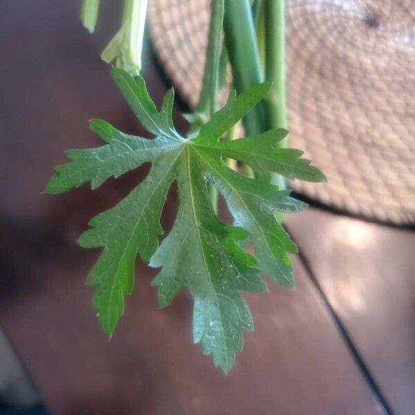 Modiola caroliniana Leaf