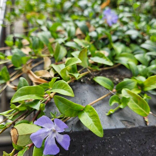 Vinca minor आदत