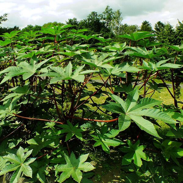 Ricinus communis Blad