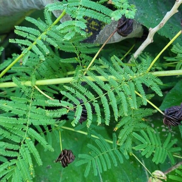 Desmanthus illinoensis Hábito