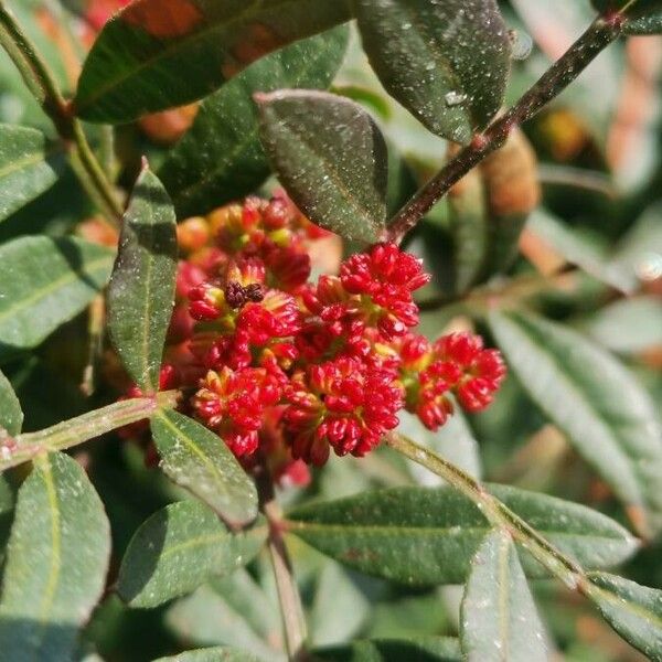 Pistacia lentiscus Flors