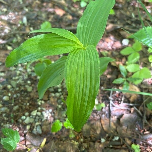 Epipactis helleborine List