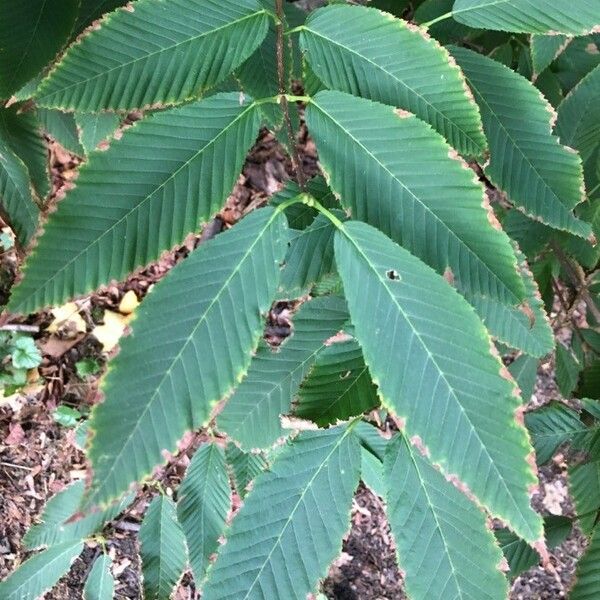 Acer carpinifolium Leaf