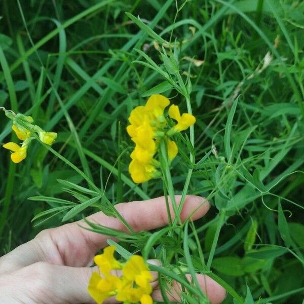 Lathyrus pratensis Blomst