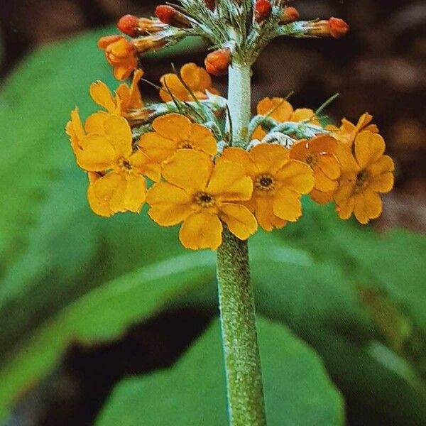 Primula bulleyana Flor