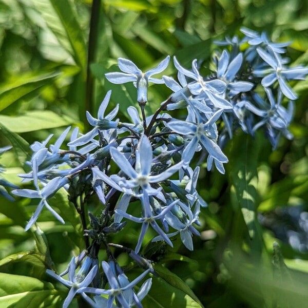 Amsonia tabernaemontana फूल