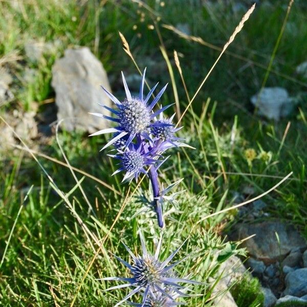 Eryngium bourgatii Blomst