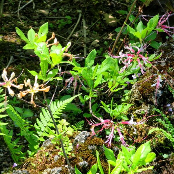 Rhododendron periclymenoides Habitus